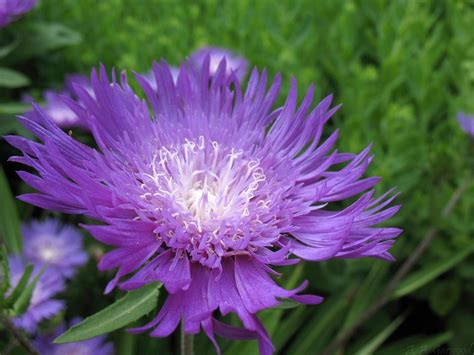 Maybe you would like to learn more about one of these? Big purple flower with white center ID'ed as Stokes Aster ...