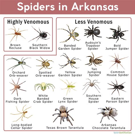 23 species found in arkansas. Spiders in Arkansas: List with Pictures