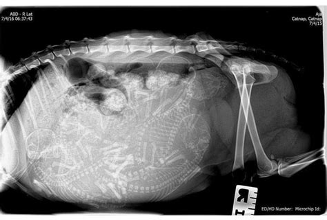 X Ray Of A Pregnant Cat Pregnant Cat X Ray Pregnant