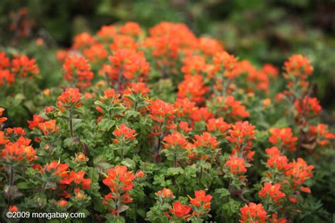 People exploring nature in southern california can use this handy photographic field guide to identify common native wildflower species. Orange and yellow flowers in Big Sur
