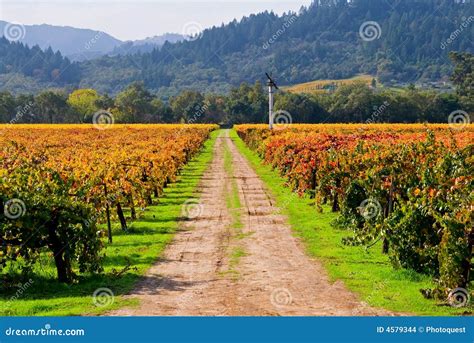 Vineyard In Autumn Stock Photo Image Of Grapevine Hill 4579344