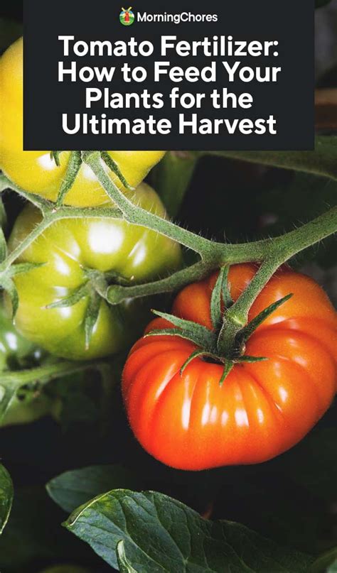 Tomato Fertilizer How To Feed Your Plants For The Ultimate Harvest