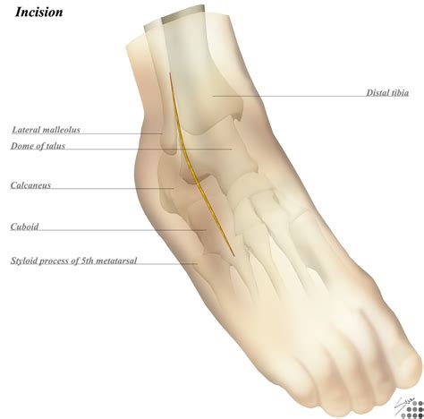 Medial Ankle Bone Anatomy