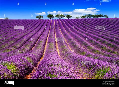 Lavender Field In Provence Near Sault France Stock Photo Alamy