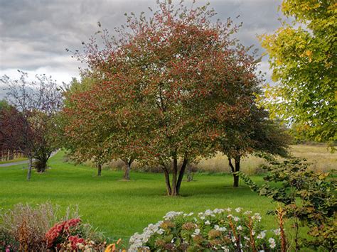 Washington Hawthorn Suits Small Gardens Horticulture