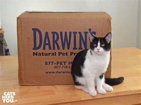 No guesswork on how much meat your cat is getting. The Making of a Raw Fed Kitten with Darwin's Natural Pet ...