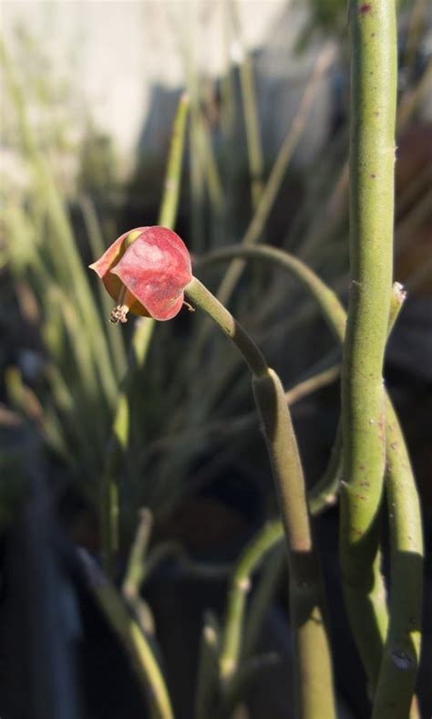Pedilanthus bracteatus - Cactus Jungle