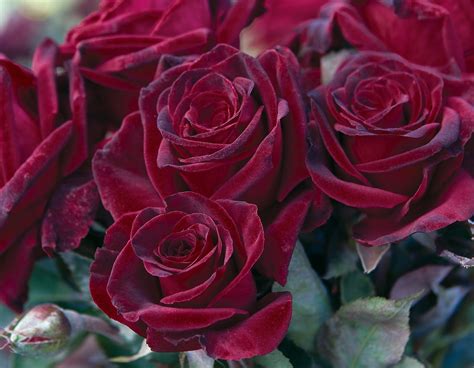 Black Baccara® Star® Roses And Plants