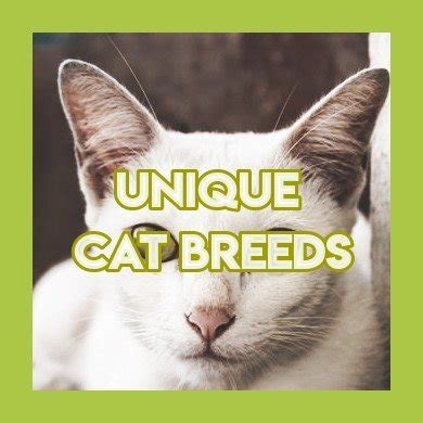 The Most Unique Looking Cat Breeds Cats Amino