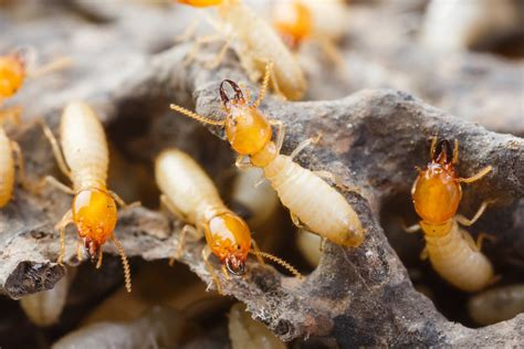 Tips To Avoid Termites In Colorado Termite Control