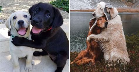 18 Incredible Photos Of Dogs Hugging Their Soulmates That Will Melt