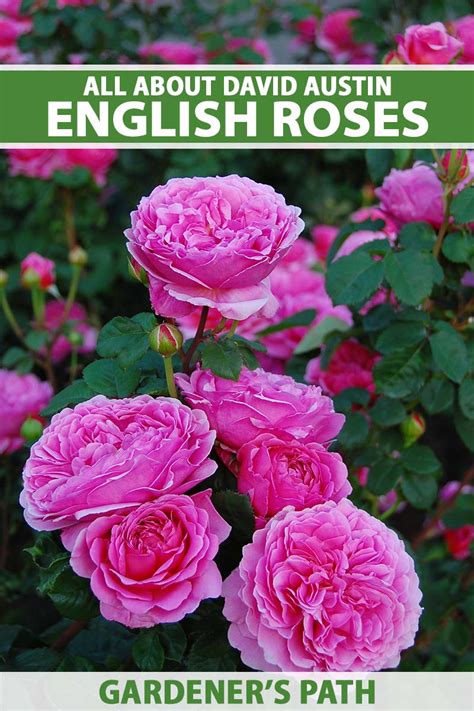 All About David Austin English Roses Gardeners Path