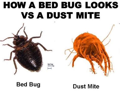 1 Million Dustmites Are In Your Bed 1 Thing Destroys Them