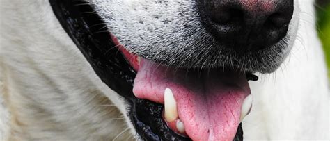 The cat teeth cleaning price depend independently across states and regions. The Average Cost for Dog Teeth Cleaning | Wellness Pet Food