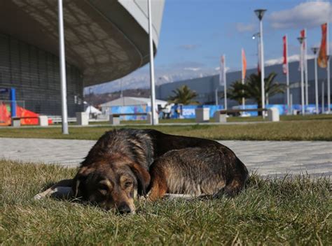 Photos Stray Dogs Of Sochi Russia During 2014 Winter Olympics