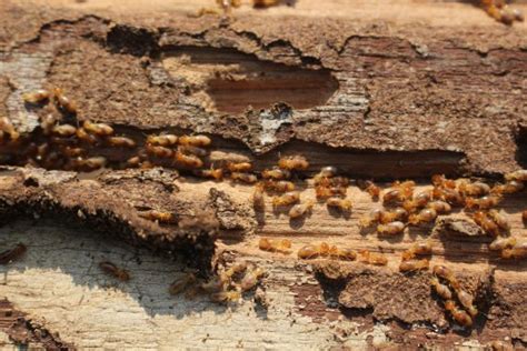 Important Facts You Need To Know About Termites