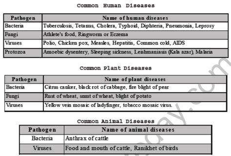 Cbse Class 8 Science Microorganism Friend Or Foe Notes
