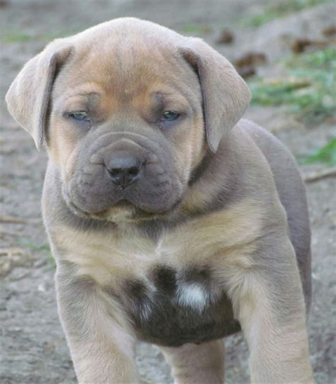 Boerboel Puppies For Sale Cherry Hill Nj 170038