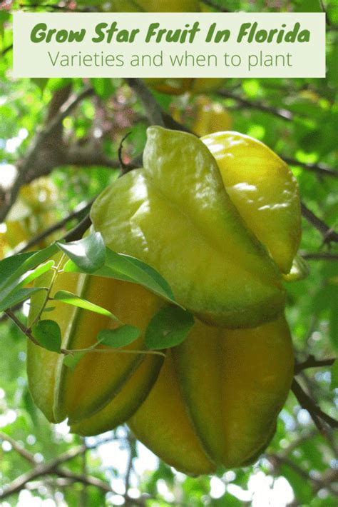 The meyer lemon is the best lemon to grow in south florida, often used in recipes and beverages. Grow Star Fruit In Florida | Growing fruit trees, Florida ...