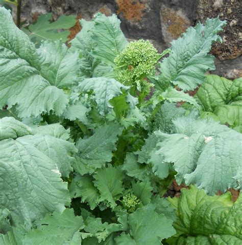 18 to 30 inches tall, 12 to 24 inches wide. A Kitchen Garden in Kihei Maui: Growing Cima di Rapa ...
