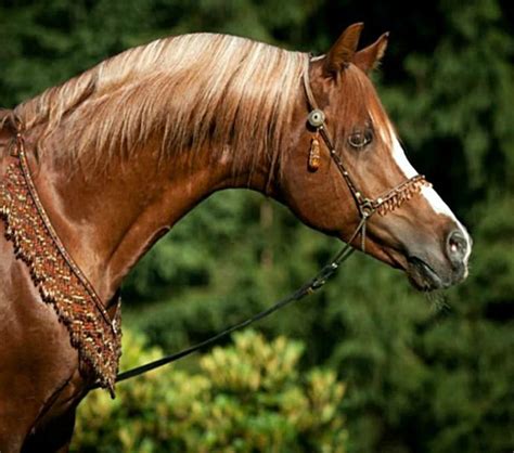 Pure Spanish Arabian Stallion Lm Libretto Photo Julia Moll Arabian