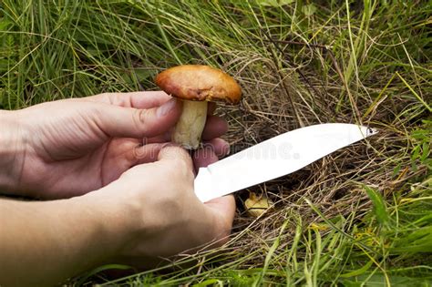 The Edible Mushrooms Stock Photo Image Of Eating Fungus 78778284