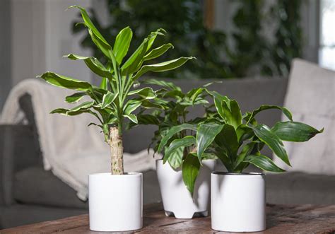 5 Houseplant Styling Tips For Your Space Planterina