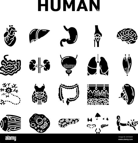 Human Internal Organ Anatomy Icons Set Vector Stock Vector Image And Art