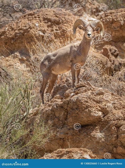 Big Horned Sheep In Sonoran Desert Arizona Stock Photo Image Of