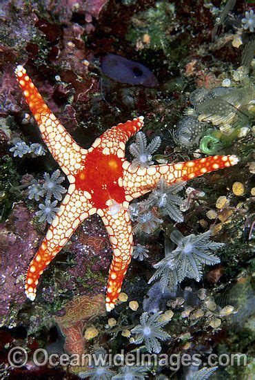 Orange Marble Sea Star Fromia Monilis Sea Star Sea Life Waterworld