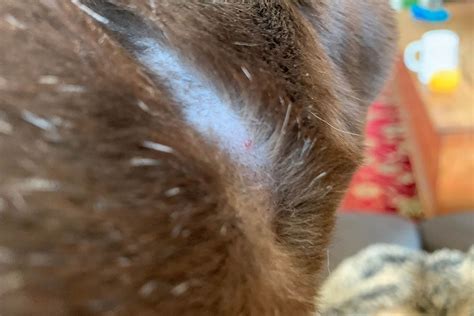 Scabs On Cats Neck Cat World