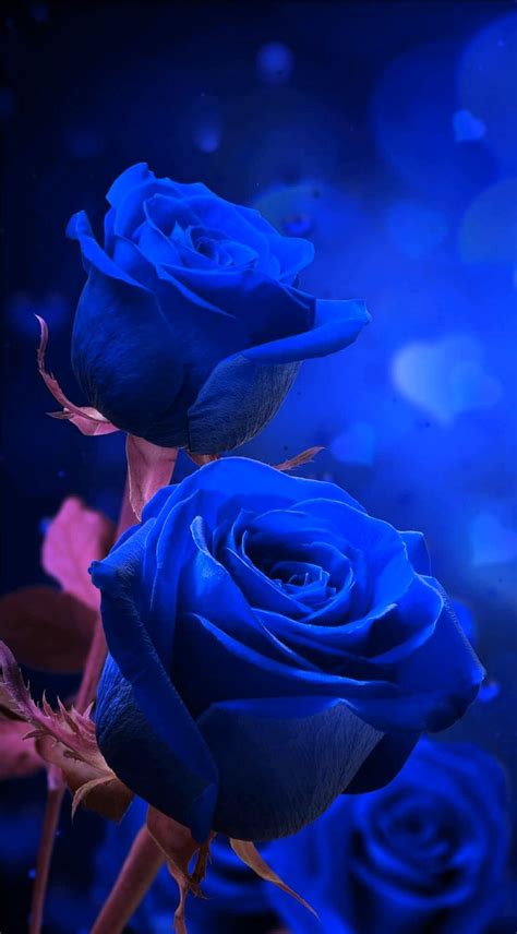 Pin By Midhuna On FLOWERS Blue Roses Wallpaper Wallpaper Nature