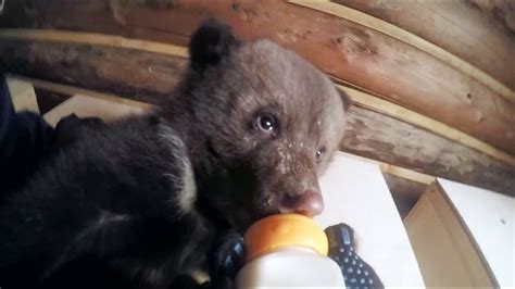 Adorable Bottle Feeding Baby Bears Gopro Youtube