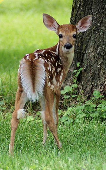 White Tail Fawn Cute Animal Pictures Cute Animals Cute Baby Animals