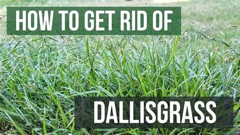 How To Get Rid Of Dallisgrass 4 Easy Steps Youtube