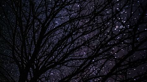 Wallpaper Id 5999 Tree Starry Sky Dark Night 4k Free Download