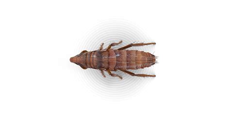 Fleas How To Get Rid Of Fleas Raid® Bug Basics