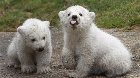 Watch Baby Polar Bear Is Only Cub Born In North America
