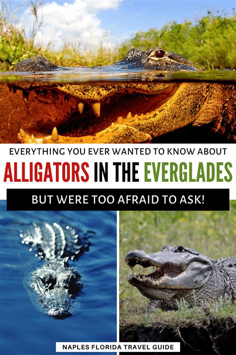 Alligators In The Everglades Everything You Ever Wanted To Know