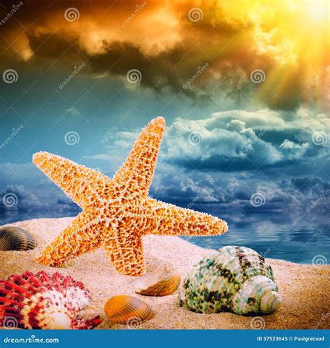 Sea Star And Colorful Shells Stock Image Image Of Blue Coast 37523645
