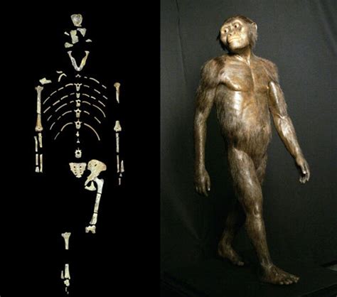 Did Fall From Tree Kill Famous Human Ancestor Lucy
