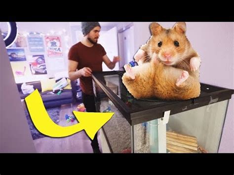 Como Saber Si Mi Hamster Es Hembra O Macho Libros Y Textos La