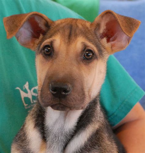 Out of state adoptions are allowed as long as you are within the 3 hour radius. Mork and Mindy, lovebug puppies debuting for adoption today!