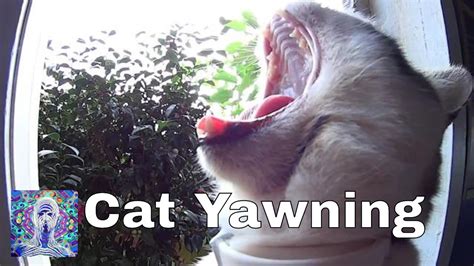 Cat Yawning Youtube