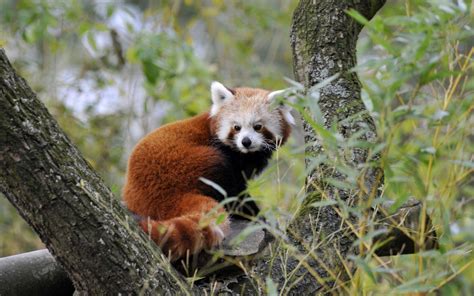 Hd Red Panda On The Tree Wallpaper Download Free 148710