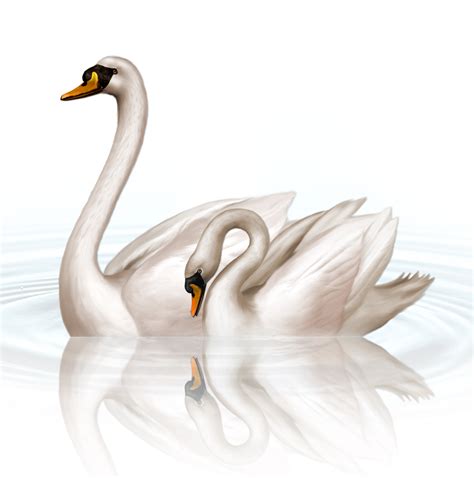 Black Swan Clip Art Swan Png Download 10631073 Free Transparent