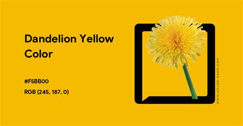 Dandelion Yellow Color Hex Code Is F5bb00