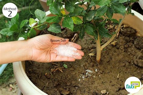 How To Use Epsom Salt In Garden For Improving Plant Growth Fab How