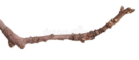 Dry Branches Of Trees Isolated On White Stock Photo Image Of Bark