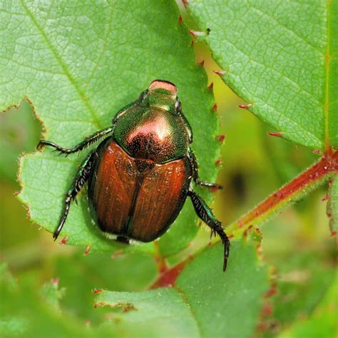 Facts About Japanese Beetles Elite Tree Care